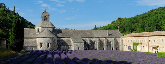 Abbeye de Senanque, Lavendelfeld