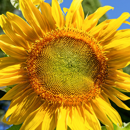 Sonnenblume Provence