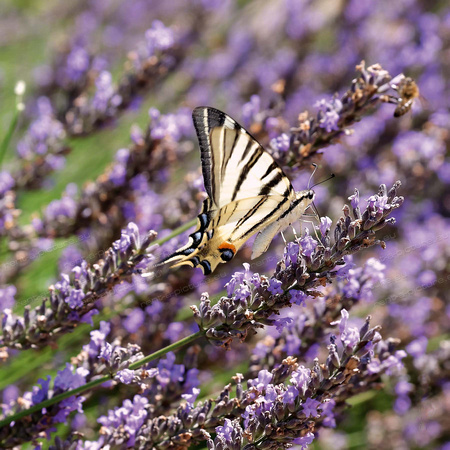 Schwalbenschwanz-Schmetterling auf Lavendel
