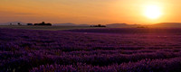 Sonnenuntergang über Lavendelfeldern